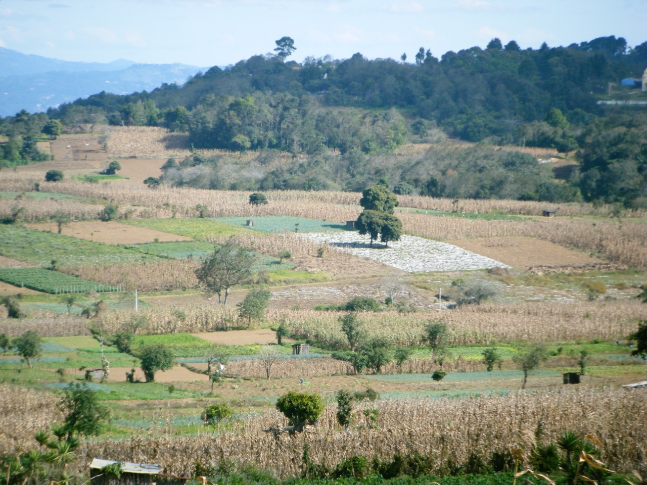 Dichosos hombres de maíz, que viven en las montañas....
