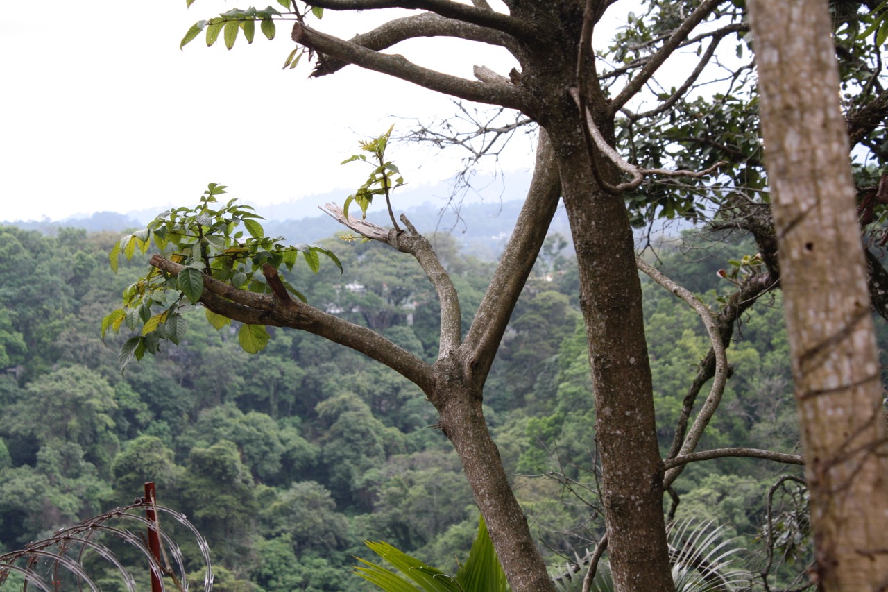 La vista desde mi oficina