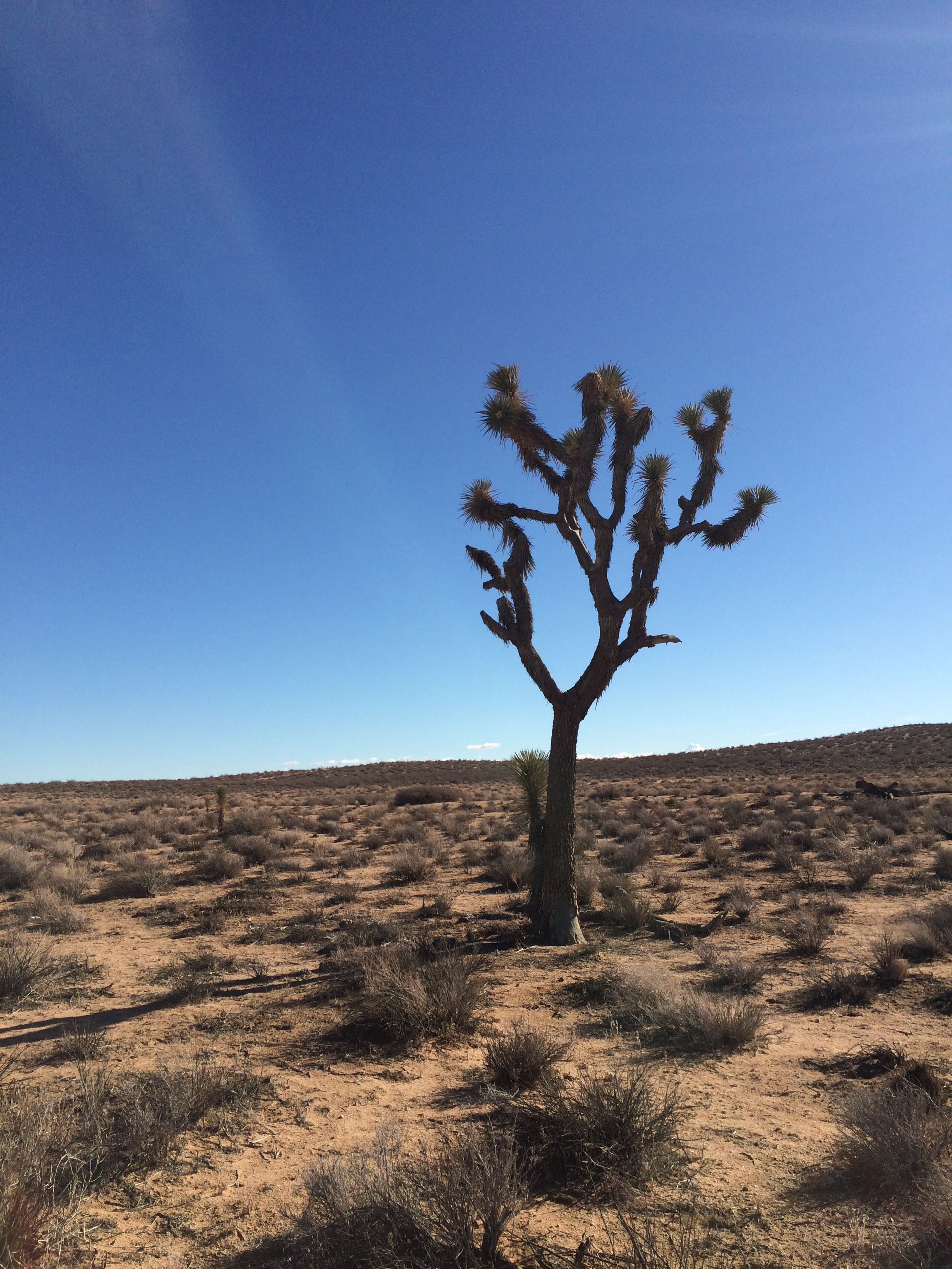 Nevada Desert & Joshua Trees