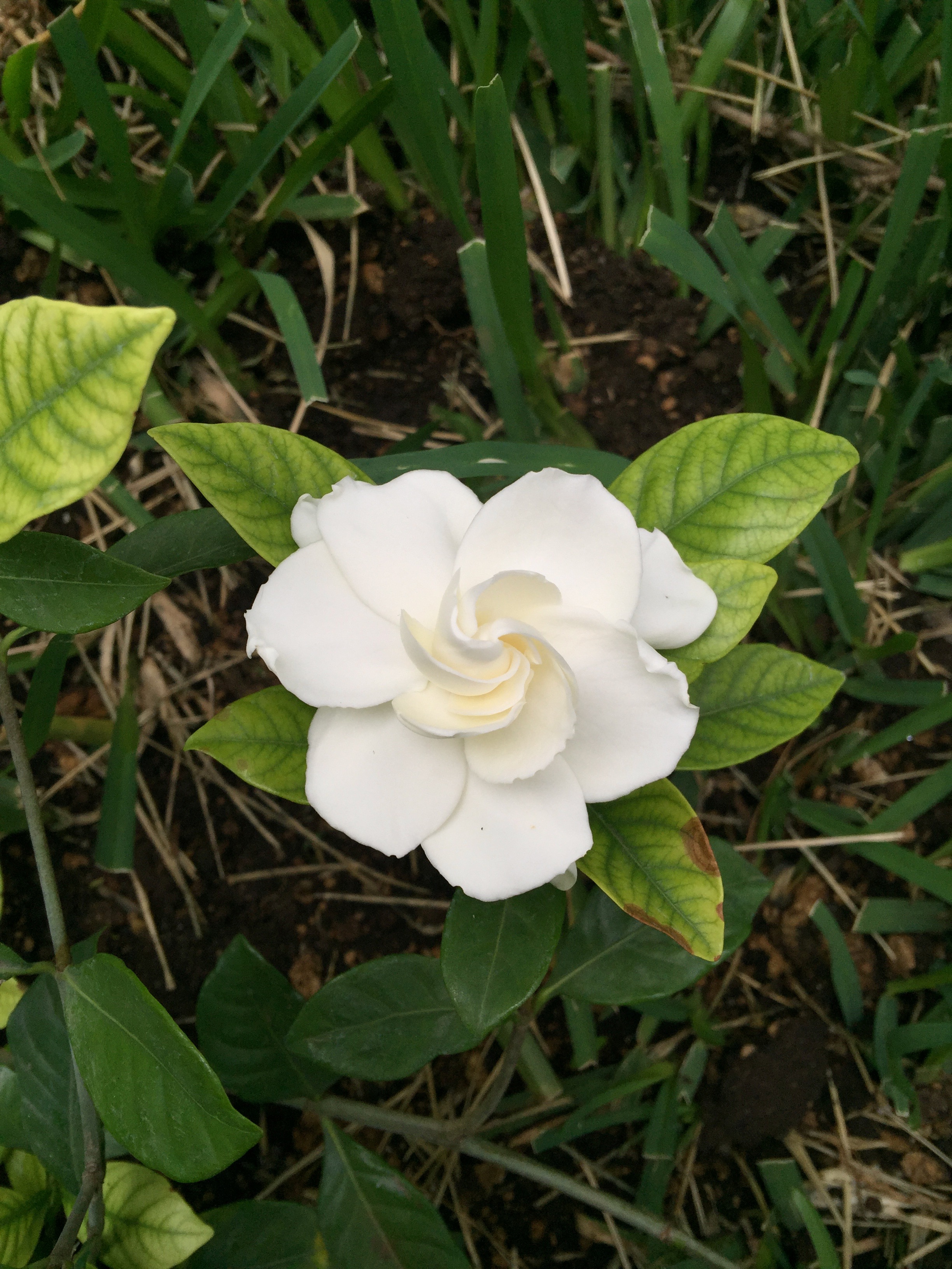 Gardenia