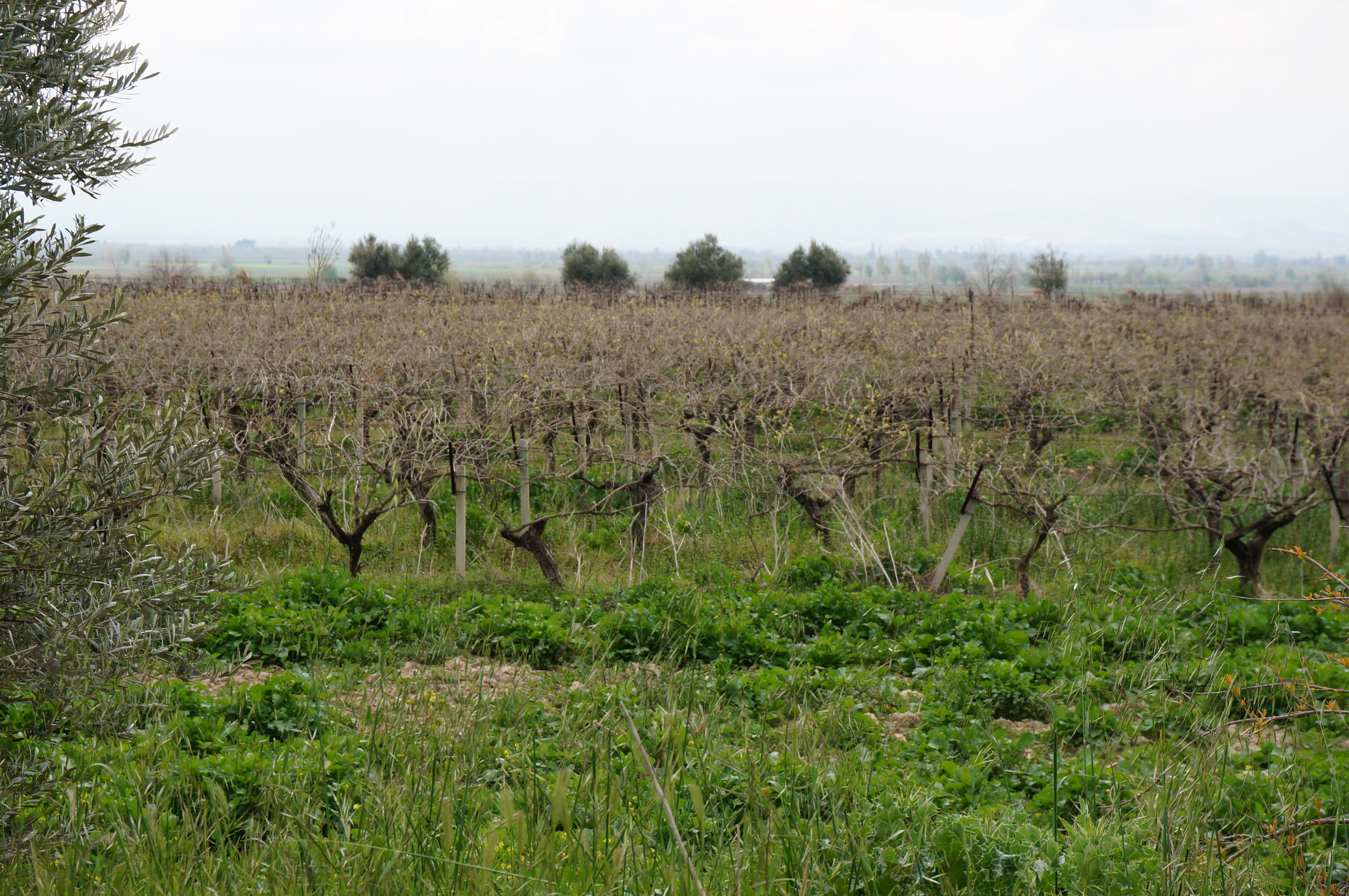 Comida Turca (Éfeso)