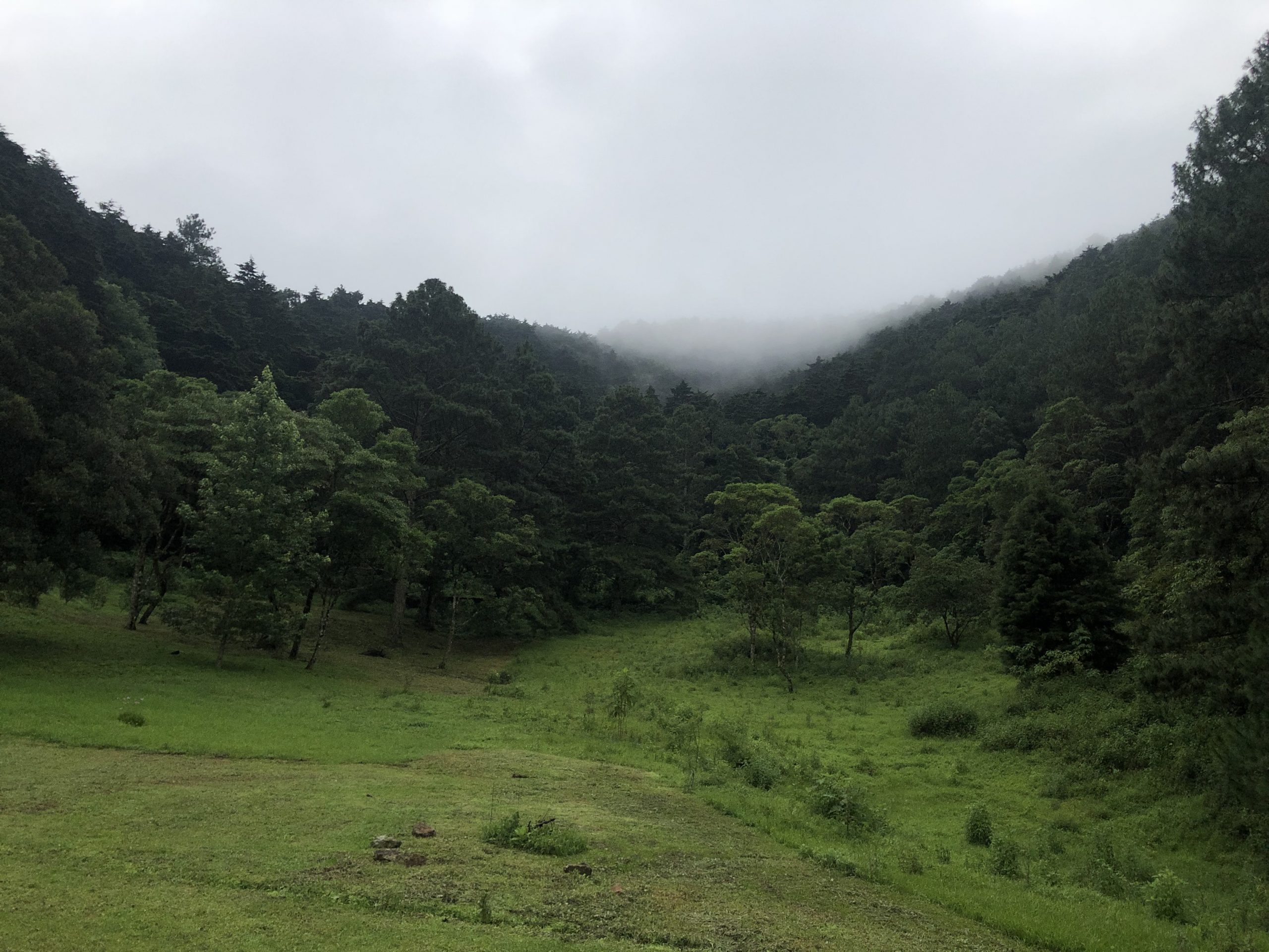 Verde que te quiero verde