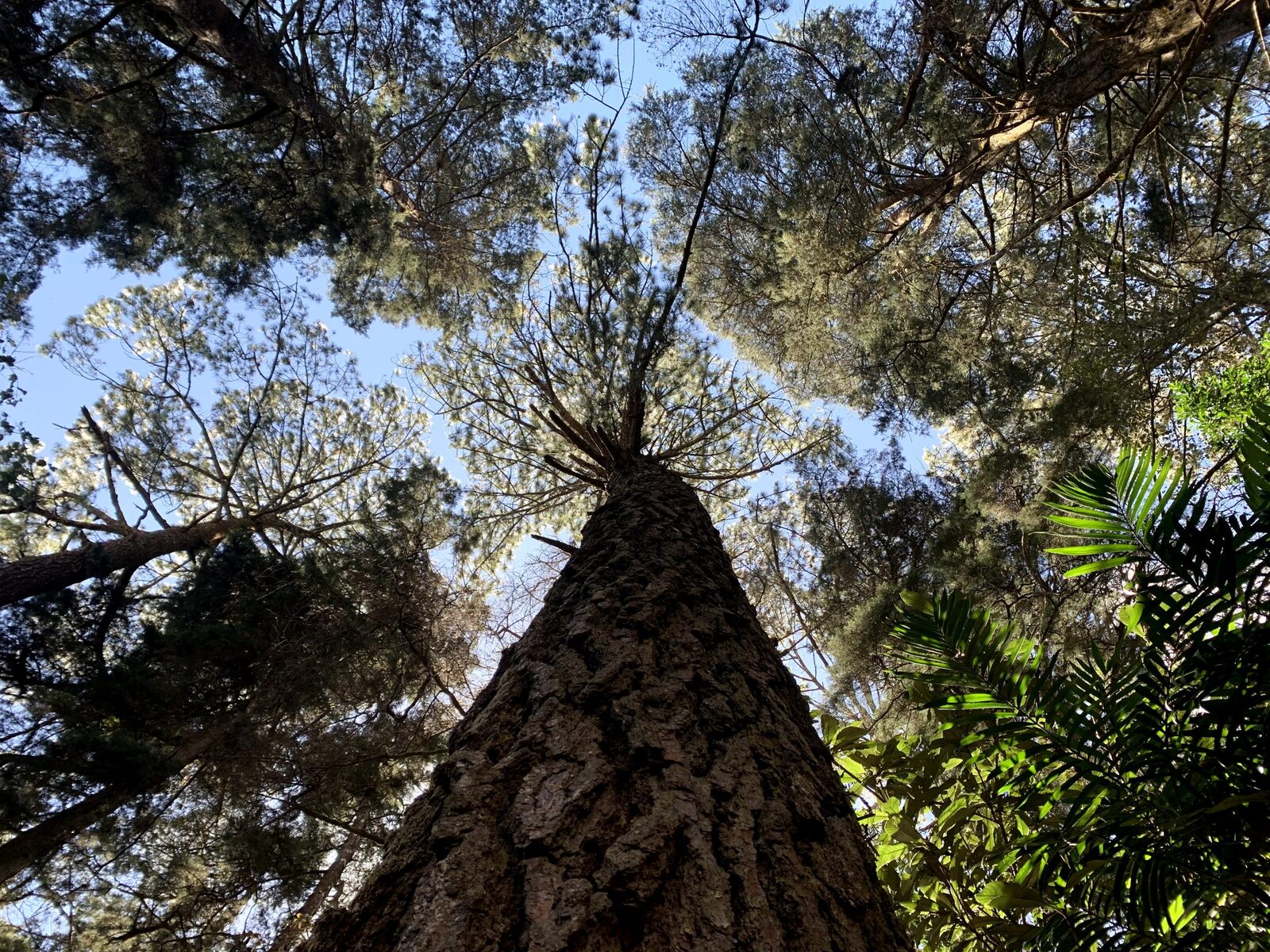 Dichoso el arbol